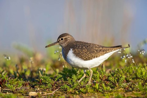 Common Sandpiper (Actitis hypoleucos), North Rhine-Westphalia, Germany