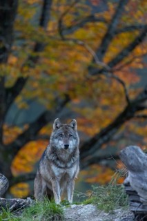 One eurasian gray wolf (Canis lupus lupus) standing between logs on a hill with a forest in fall