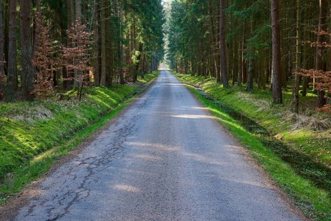 Long, quiet, straight path through a dense, quiet forest with tall trees, Mudau, Odenwald,