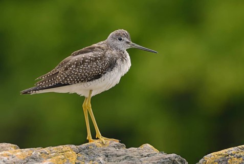 Greater Yellowlegs (Tringa melanoleuca), British Columbia, Canada