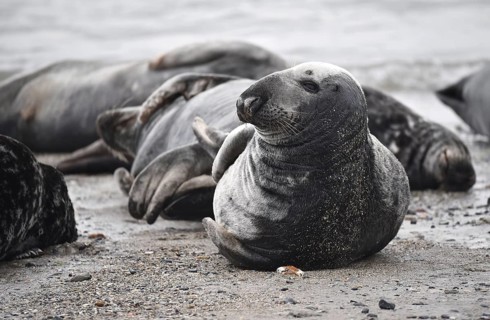Grey seal (Halichoerus grypus) on the beach of Heligoland, Schleswig-Holstein, Germany