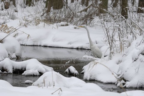 Great Egret (Ardea alba modesta), Saxony, Germany