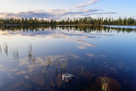 Cloud reflection in a forest lake, Norrbotten, Lapland, Sweden, September 2019