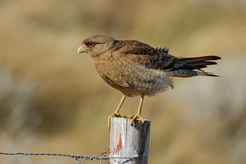 Chimangokarakara, lat. Phalcoboenus chimango, auf Weidepfahl bei windigem Wetter