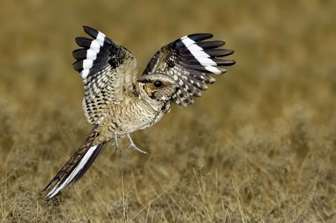 Pauraque (Nyctidromus albicollis) flying, Texas, USA