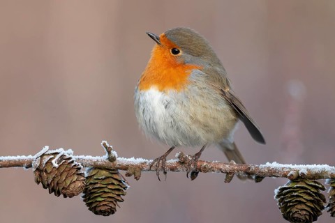 European Robin (Erithacus rubecula) perched on a branch, Lower Saxony, Germany