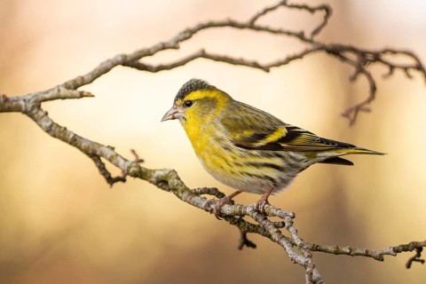 Eurasian Siskin (Spinus spinus) male perched on a branch, Lower Saxony, Germany