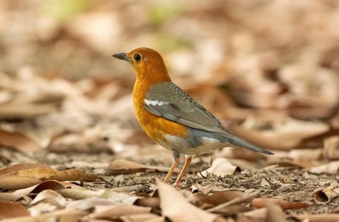 A orange-headed thrush (Geokichla citrina), Sreepur, Gazipur, bangladesh
