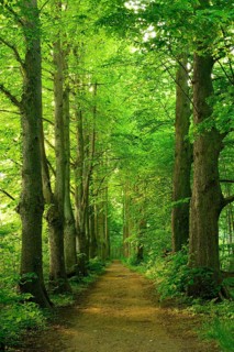 Hiking trail through an old lime tree avenue on the Schaalsee, Schaalsee Biosphere Reserve,