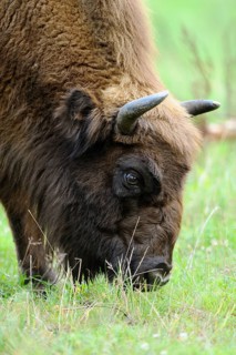 Close-up of a grazing bison in a meadow, bison (Bos bonasus), Germany