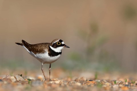 Little Ringed Plover (Charadrius dubius), Saxony-Anhalt, Germany