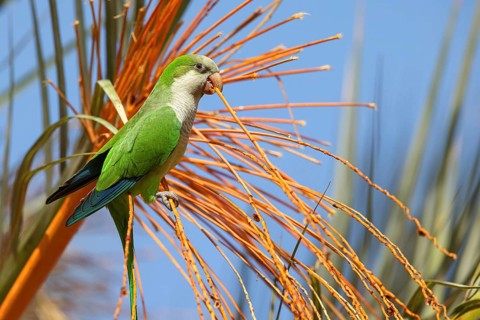 Monk parakeet (Myiopsitta monachus), Conure veuve, Cotorra argentina, Fuerteventura, Canary