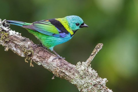 Green-headed Tanager (Tangara seledon) perched on a branch in the Atlantic rainforest of southeast