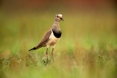 Black-winged Lapwing (Vanellus melanopterus) calling, Kwazulu-Natal, South Africa