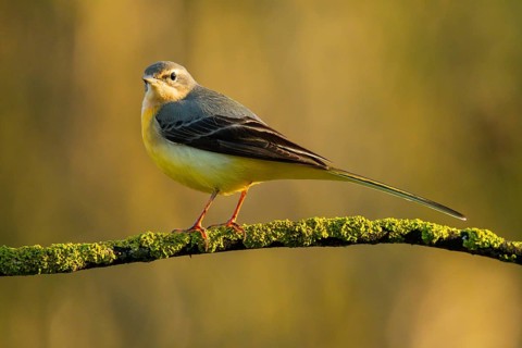 A Grey Wagtail, Motacilla cinerea, stands serenely on a moss-covered branch against a soft,