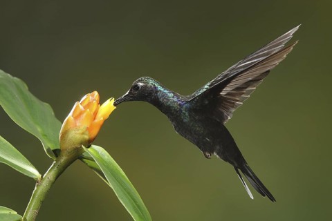 Violet Sabrewing (Campylopterus hemileucurus) female flying while feeding at a flower, Bosque de