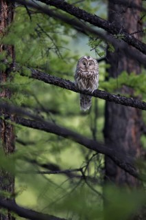 Ural Owl (Strix uralensis yenisseensis) perched in tree, Lake Khuvsgul, Mongolia