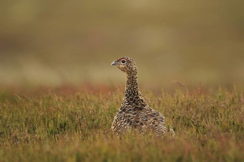 Red Grouse (Lagopus lagopus scotica), Yorkshire Dales, United Kingdom