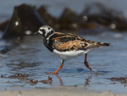 Ruddy Turnstone (Arenaria interpres), Schleswig-Holstein, Germany
