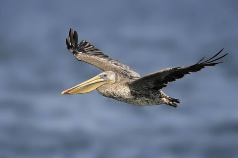 Brown Pelican (Pelecanus occidentalis), Texas, USA