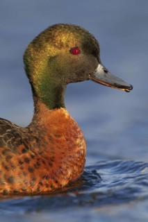 Chestnut Teal (Anas castanea), Victoria, Australia