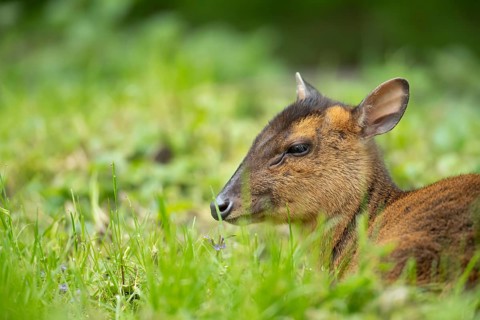 Muntjac deer (Muntiacus reevesi) adult wild animal in grassland in summer, England, United Kingdom