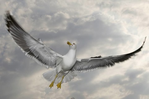 Lesser Black-backed Gull (Larus fuscus) flying, Texel, Netherlands