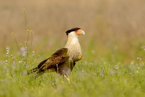 Northern Crested Caracara (Caracara cheriway), Texas, USA