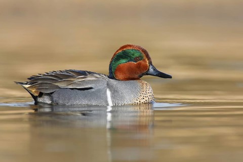 Green-winged Teal (Anas carolinensis) male, British Columbia, Canada