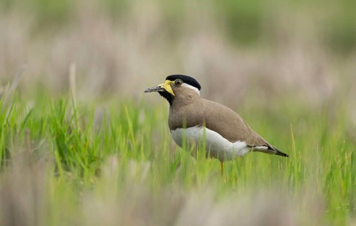 Yellow-wattled Lapwing (Vanellus malabaricus) foraging in a dry agricultural field, Sreepur,