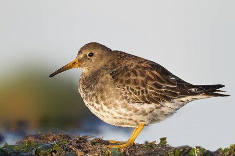 Purple Sandpiper (Calidris maritima), Schleswig-Holstein, Germany
