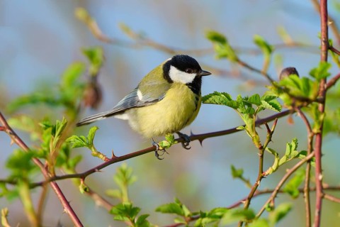 Great tit resting on a branch with fresh greenery and bright light in the background, Great tit