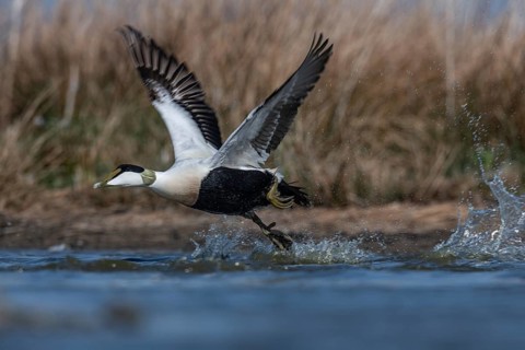 Common Eider (Somateria mollissima) male taking flight, Schleswig-Holstein, Germany