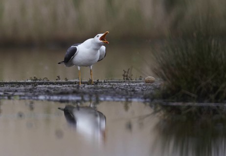 Lesser Black-backed Gull (Larus fuscus) calling, Schleswig-Holstein, Germany