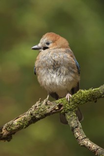 Eurasian Jay (Garrulus glandarius) juvenile, Utrecht, Netherlands
