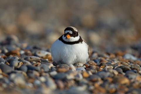 Ringed plover (Charadrius hiaticula) adult wading bird sitting on eggs on a nest on a shingle