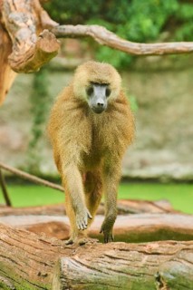 Guinea baboon (Papio papio) walking on a tree, rainy, captive, Bavaria, Germany