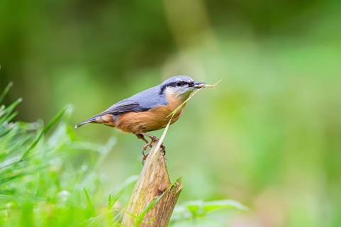 Eurasian nuthatch (Sitta europaea) sitting on an old wrotten tree trunk at a swamp, Bavaria,