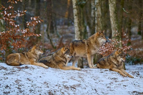 Group of four wolves resting on a snow-covered hill, pack, winter, wolf (Canis lupus), Germany