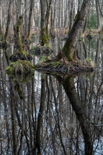 Alder quarry forest in early spring, with high water level, backlit, with sun star, Bottrop, Ruhr