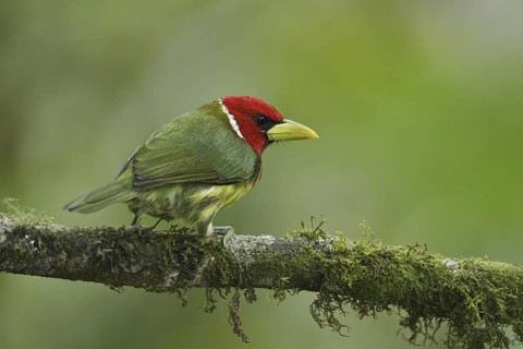 Red-headed Barbet (Eubucco bourcierii) male, Ecuador