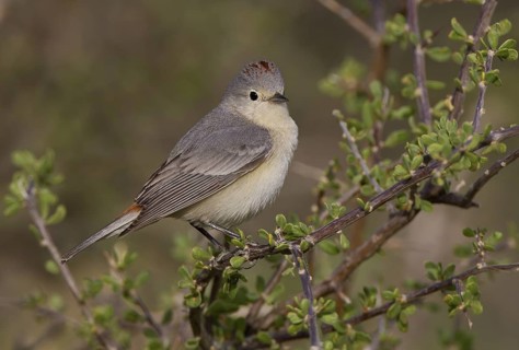 Lucy's Warbler, male