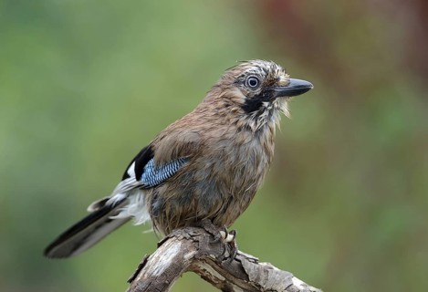 Eurasian Jay (Garrulus glandarius), Lower Saxony, Germany