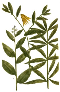 Botany, plants, a. sigillum salomonis angustifolium, b. sigillum salomonis spicatum, c. sigillum