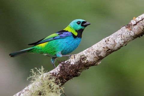 Green-headed Tanager (Tangara seledon) perched on a branch in the Atlantic rainforest of southeast
