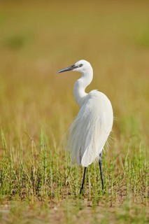 Great egret (Ardea alba) standing in the grass, Camargue, France