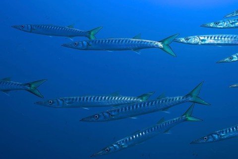 A school of long fish, barracuda (Sphyraena sphyraena), swimming in the blue water, dive site