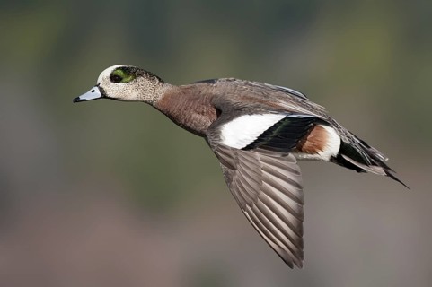 American Wigeon (Mareca americana) male flying, British Columbia, Canada