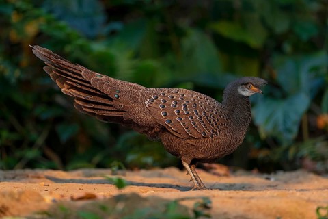 Grey Peacock-Pheasant (Polyplectron bicalcaratum) male foraging, Yunnan, China