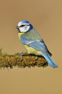Blue tit (Parus caeruleus), sitting on moss-covered dead wood, Wilnsdorf, North Rhine-Westphalia,